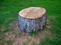 Reliable Victory Lakes, NJ Tree Removal Solutions