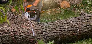 Best Tree Disease Treatment  in Victory Lakes, NJ