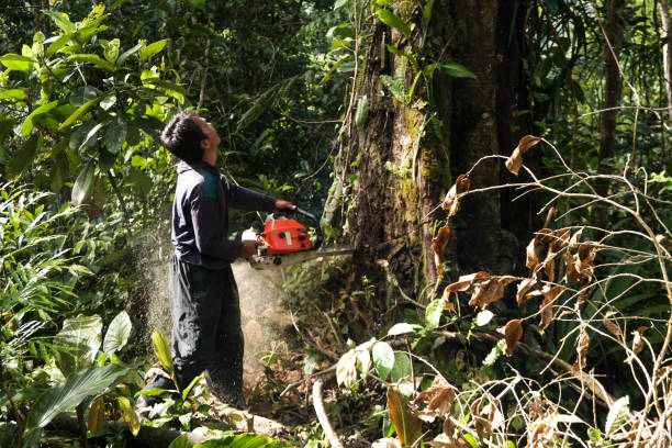 Best Emergency Tree Removal  in Victory Lakes, NJ